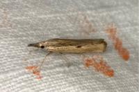 Agriphila geniculea