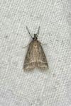 Eudonia pallida