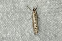 Agriphila geniculea