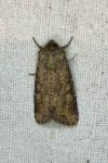Luperina testacea