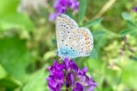 Polyommatus icarus