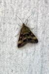 Pyrausta despicata
