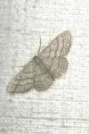 Idaea subsericeata