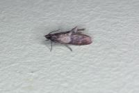Plodia interpunctella