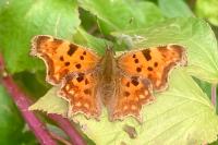 Polygonia c-album
