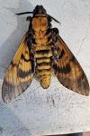 Acherontia atropos
