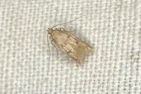 Borkhausenia nefrax