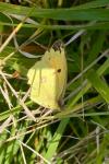 Colias crocea