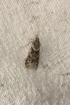 Eudonia angustea