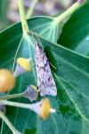 Eudonia angustea