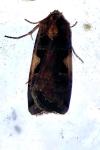 Xestia c-nigrum