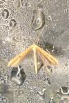 Emmelina monodactyla