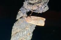 Conistra rubiginosa