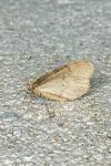 Operophtera brumata