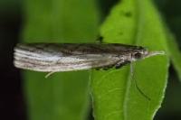 Agriphila inquinatella
