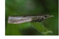 Agriphila inquinatella