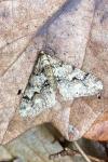 Agriopis leucophaearia