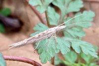 Ypsolopha mucronella