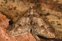 Agriopis leucophaearia