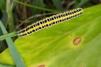 Calophasia lunula