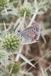 Polyommatus icarus