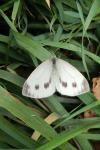Pieris napi