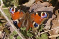 Aglais io