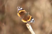 Vanessa atalanta