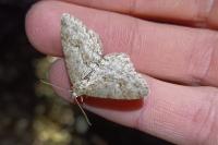 Ectropis crepuscularia