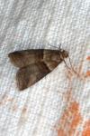 Acrobasis