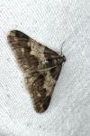 Agriopis leucophaearia