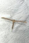 Emmelina monodactyla