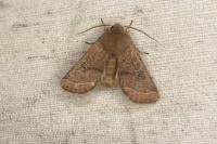 Orthosia cerasi