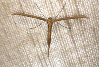 Emmelina monodactyla