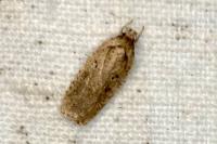 Agonopterix