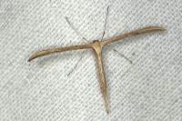 Emmelina monodactyla