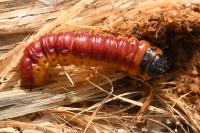 Cossus cossus