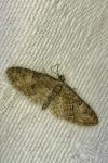 Eupithecia abbreviata