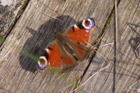 Aglais io