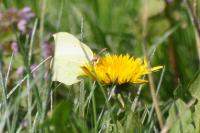 Gonepteryx rhamni