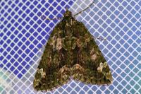 Chloroclysta siterata