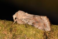 Orthosia incerta