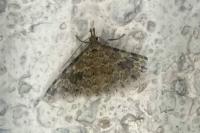 Alucita hexadactyla
