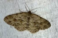Ectropis crepuscularia