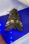 Drymonia ruficornis