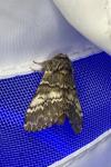 Drymonia ruficornis