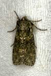 Polyploca ridens