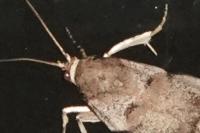 Acrobasis fallouella