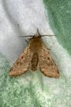Orthosia cruda
