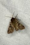 Orthosia gothica